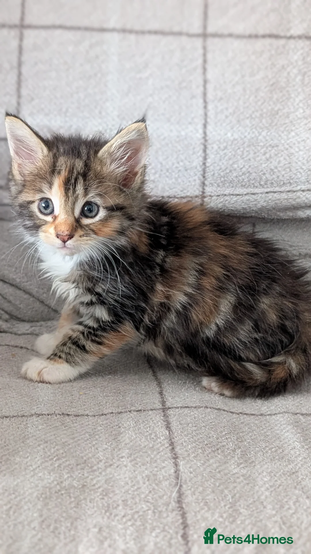 Maine Coon cats for sale: Maine coon kittens  - Advert 12