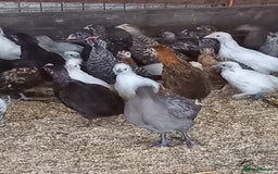 Mixed Breed poultry for sale: Fabulous feathery friends and point of lay pullets - Image 4