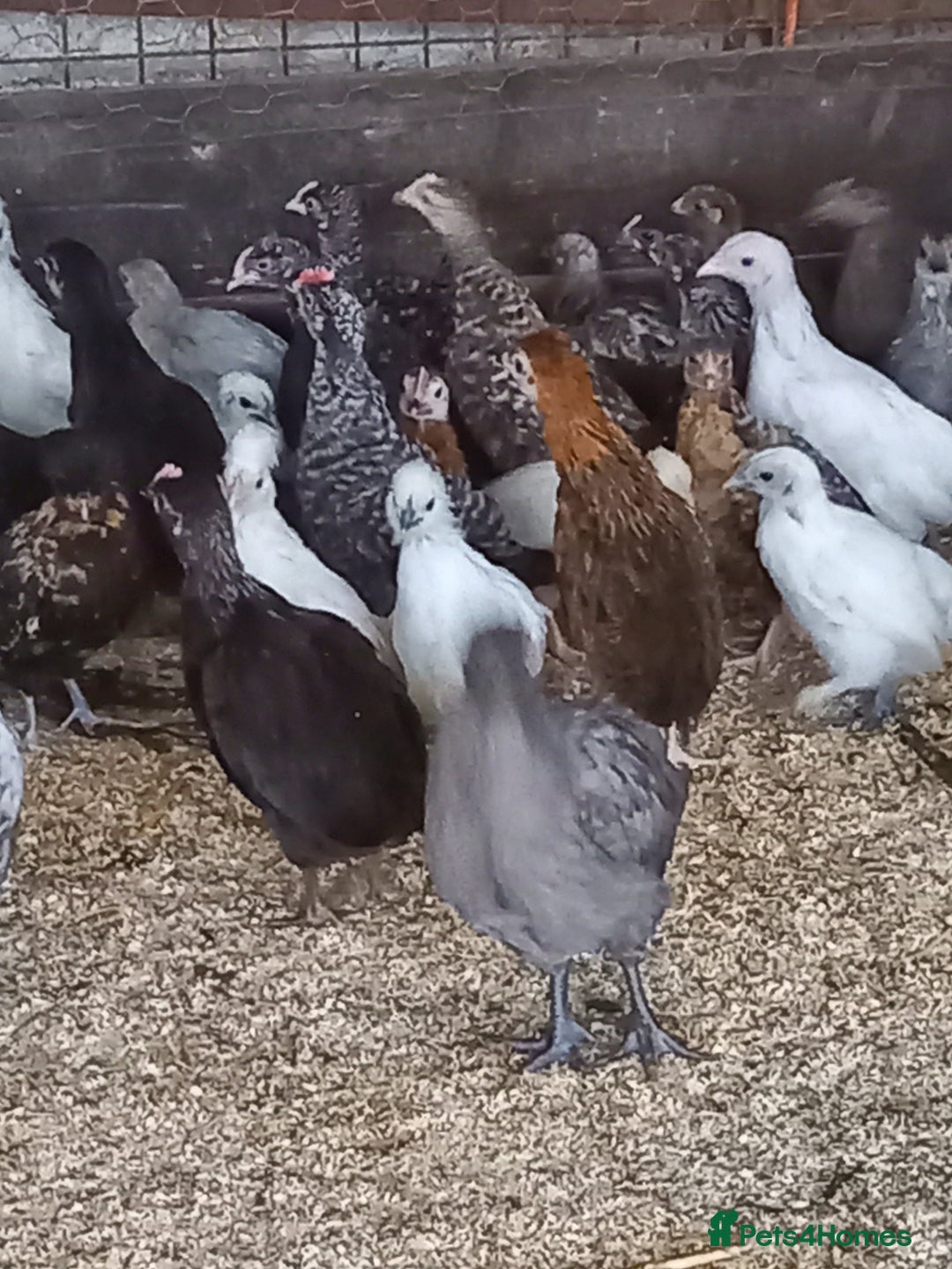 Mixed Breed poultry for sale: Fabulous feathery friends and point of lay pullets - Image 4