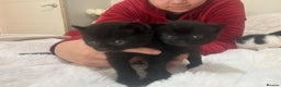 Mixed Breed cats for sale: 7 beautiful kittens very playful  - Advert 3