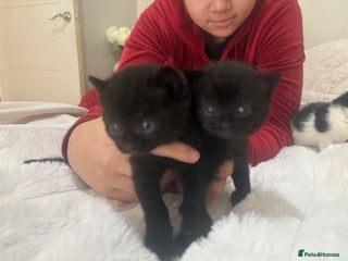 Mixed Breed cats beautiful kittens very playful - Advert 5