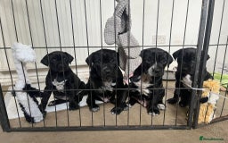 Mixed Breed dogs for sale: Cane corso X Dalmatian - Corsomatian  - Image 6