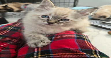 Ragdoll cats 'REDUCED' PEDIGREE GCCF REG CHAMPION LINE RAGDOLLS - Advert 15