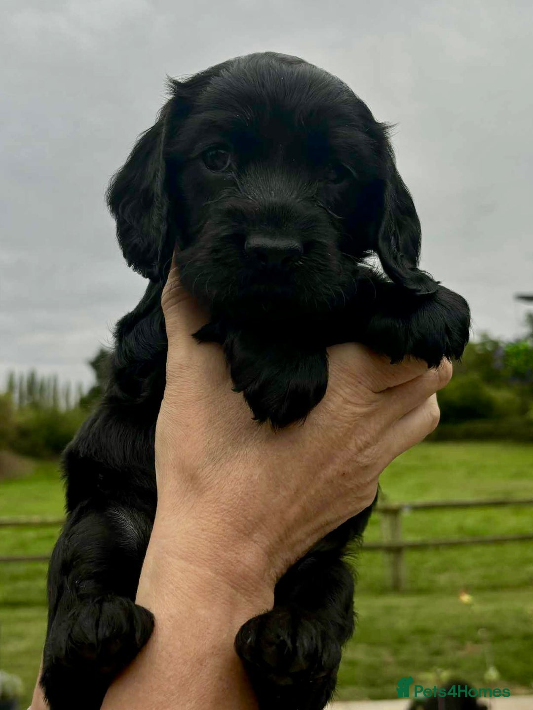 Cocker Spaniel dogs for sale: Cocker Spaniel Purebred Puppies Bitches available - Image 37