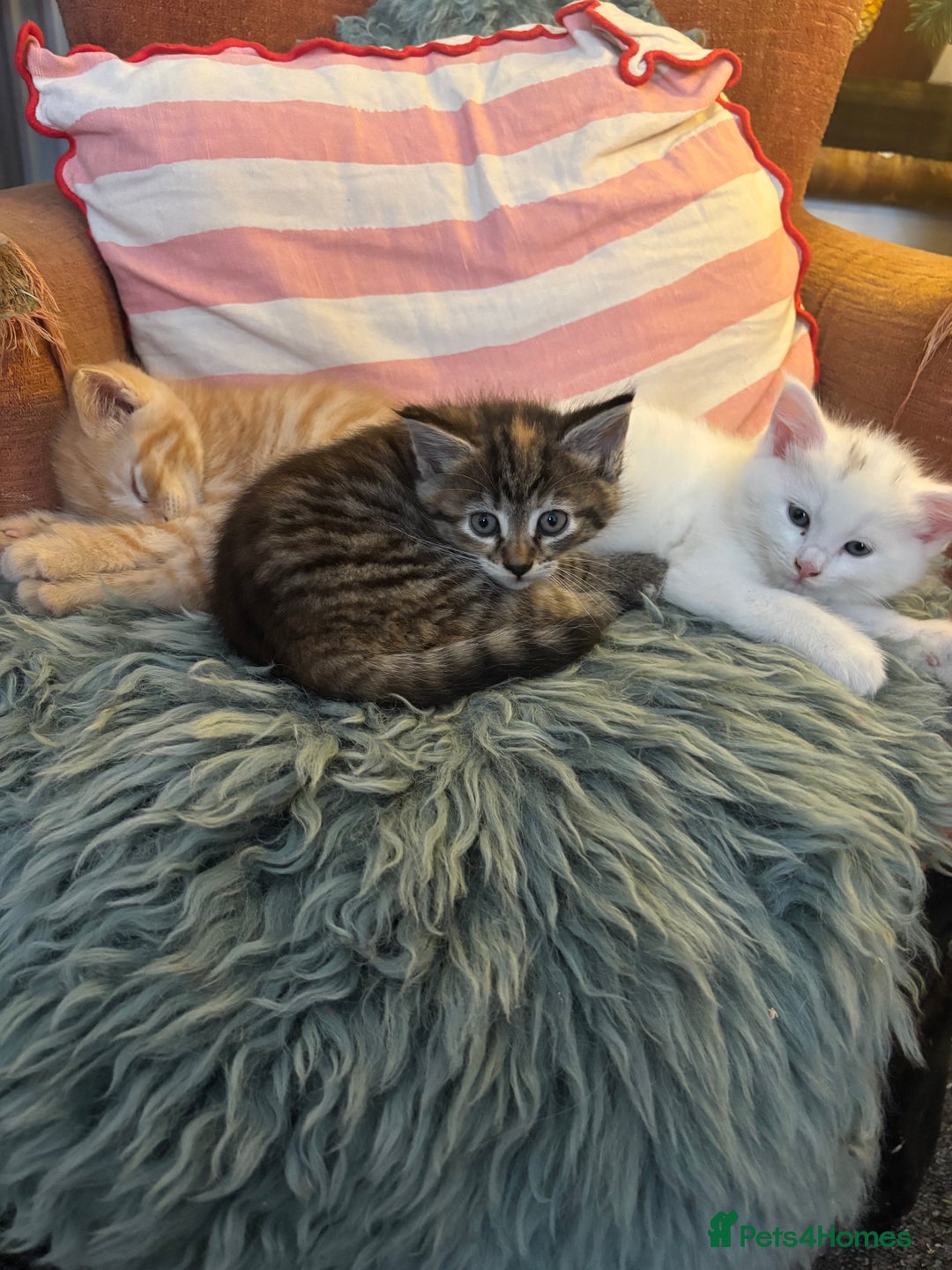 Norwegian Forest Cat cats for sale: Norwegian Forest Cat Kittens  - Advert 16