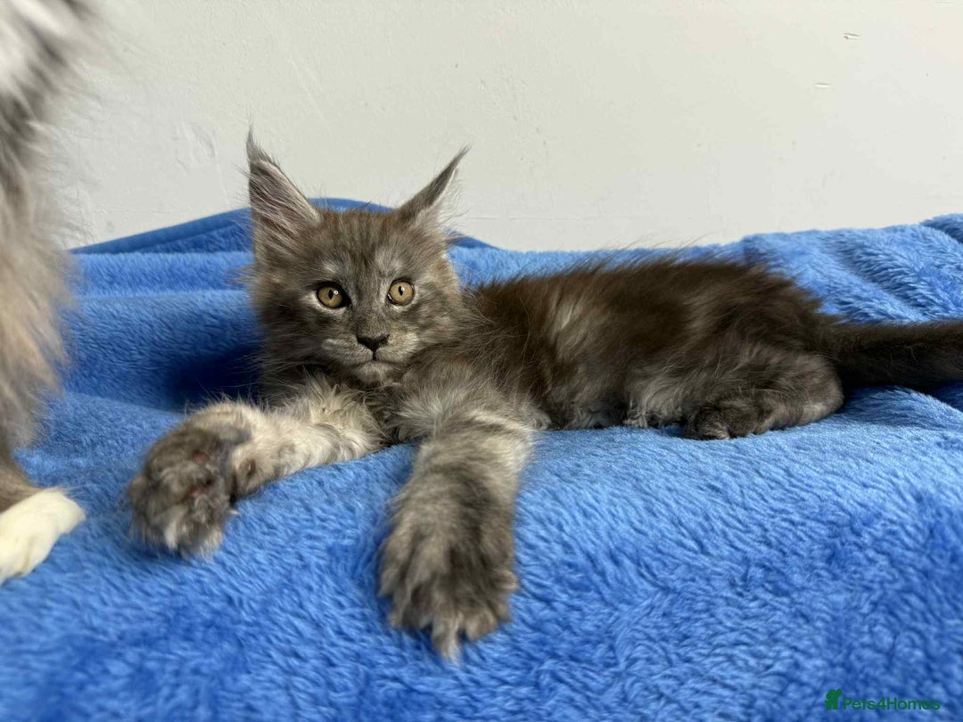 Maine Coon cats for sale: Kittens Maine Coon registered with Gccf  - Image 24