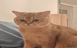 British Shorthair cats for sale: Loving golden british shorthair male - Image 5