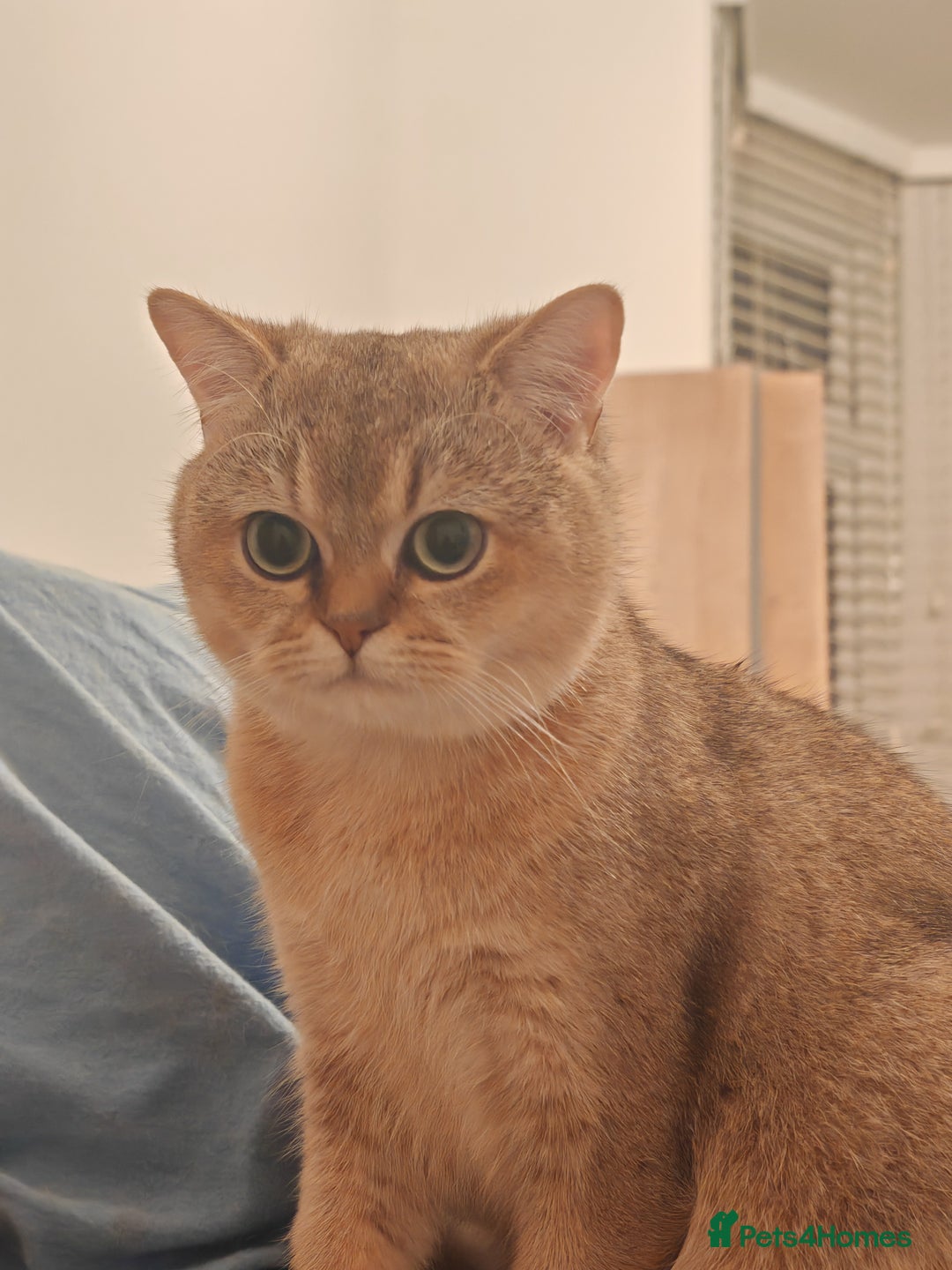 British Shorthair cats for sale: Loving golden british shorthair male - Image 5