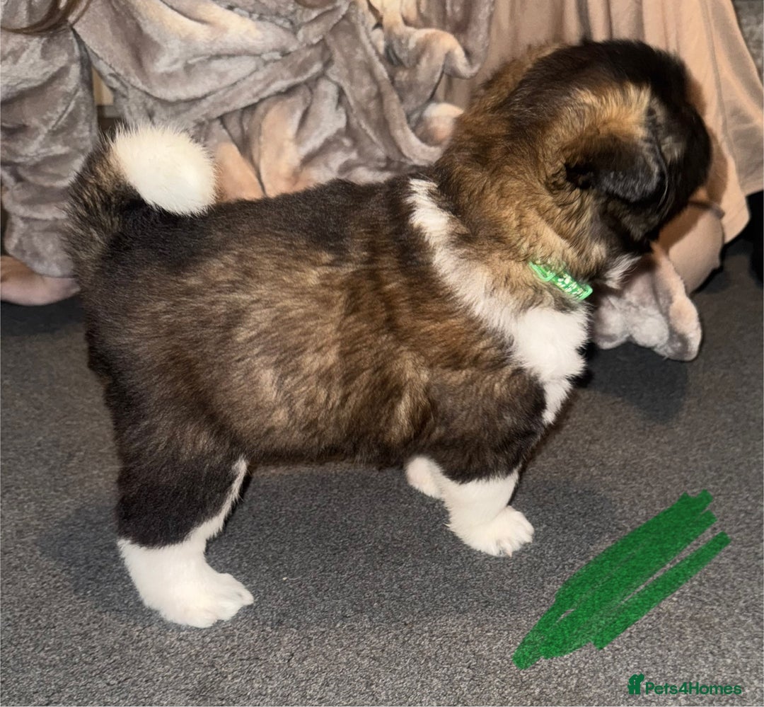 Akita dogs for sale: Akita puppies for sale  - Advert 12