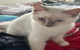 Ragdoll cats for sale: Blue mitted and bicolour ragdolls - Image 29