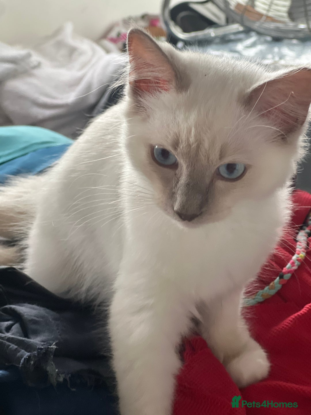 Ragdoll cats for sale: Blue mitted and bicolour ragdolls - Image 29