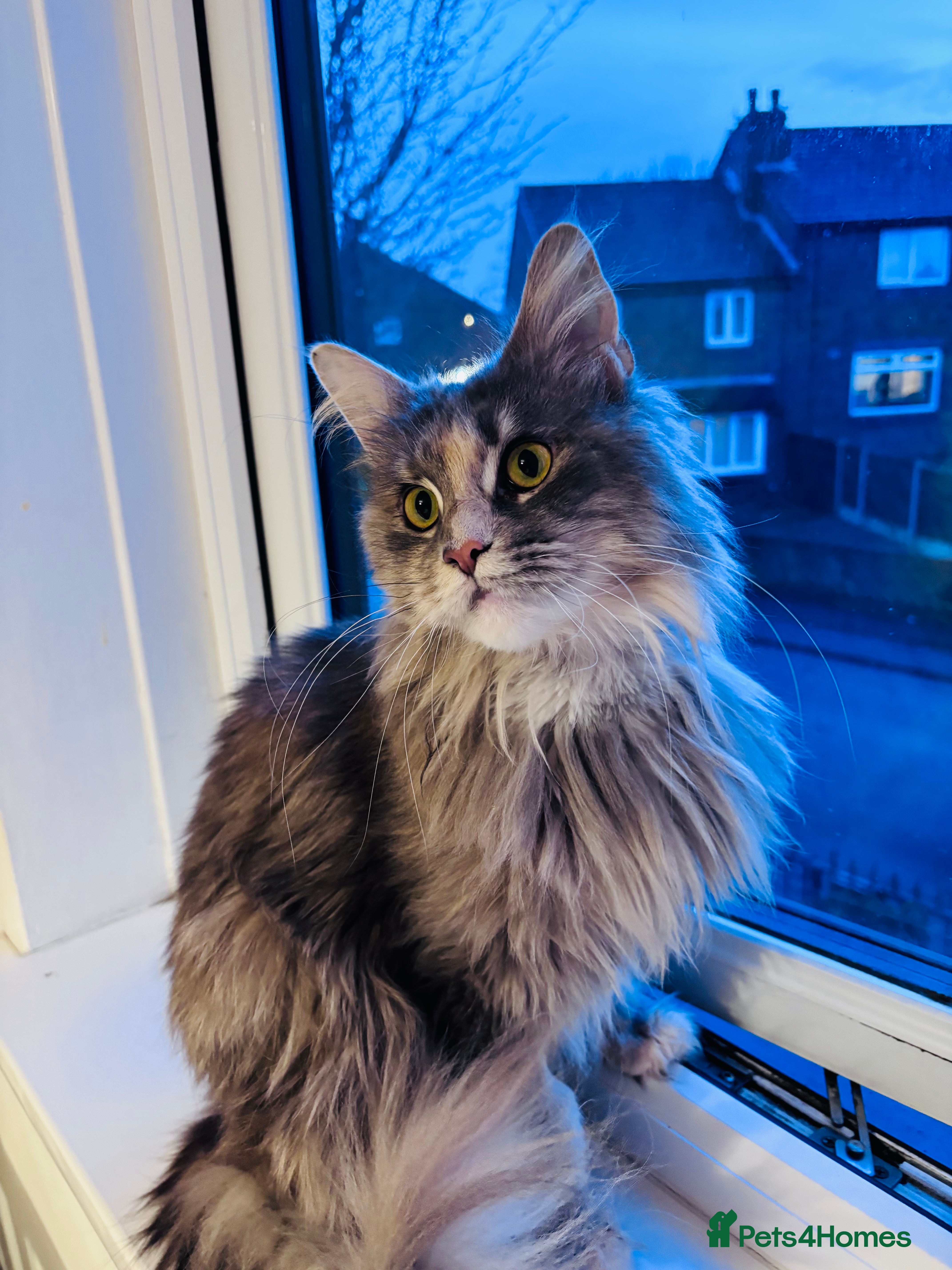 Maine Coon cats Maine Coon Female TICA Registered Pet Home Only - Advert 4