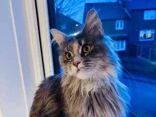 Maine Coon cats Maine Coon Female TICA Registered Pet Home Only - Advert 5