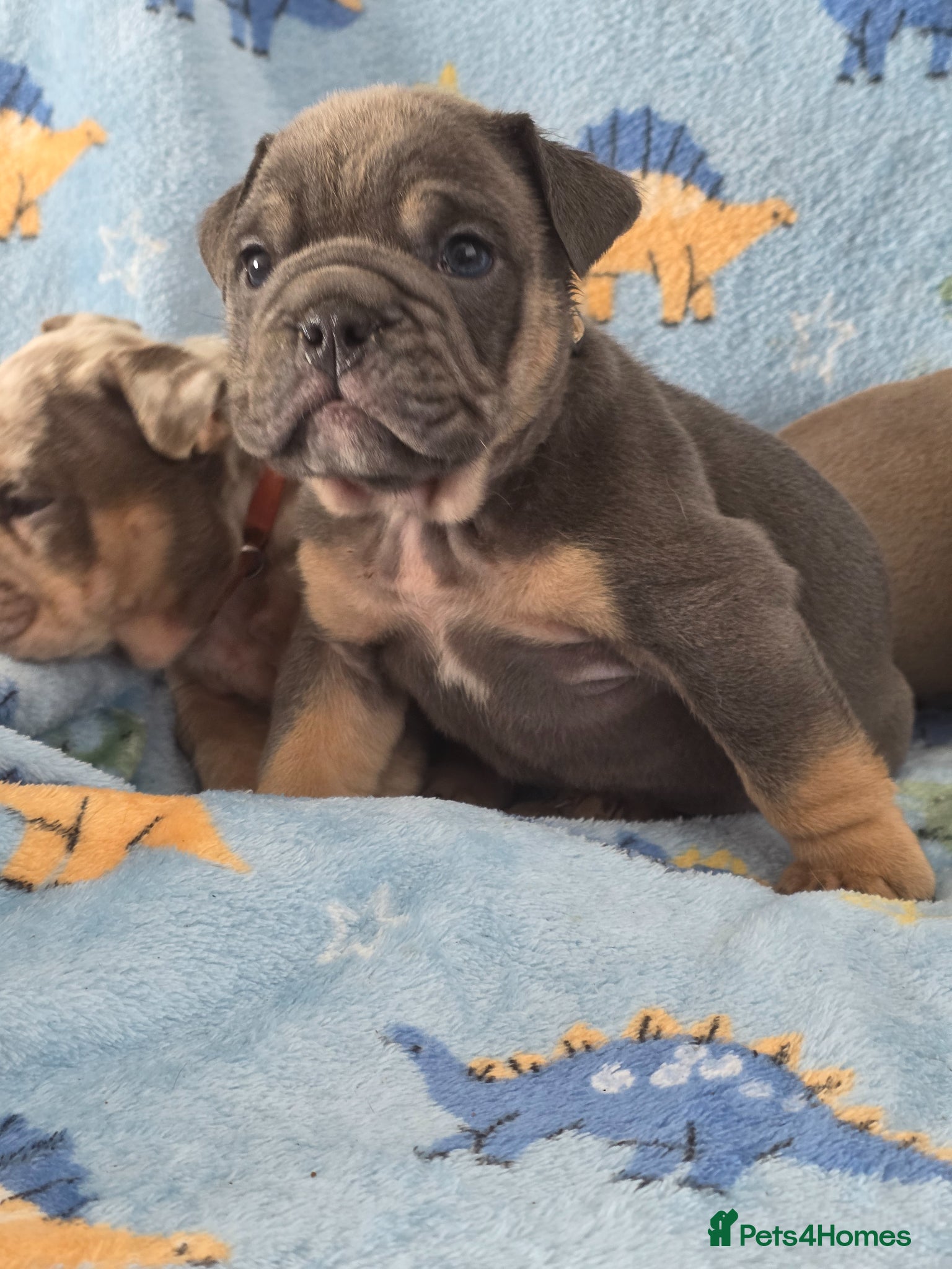 English Bulldog dogs british bulldog pups - Advert 9