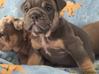 English Bulldog dogs british bulldog pups - Advert 9