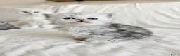 Persian cats for sale: Affectionate and beautiful persian kittens  - Advert 8