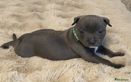 Staffordshire Bull Terrier dogs for sale: Blue Eyes Staffordshire Bull Terriers. - Image 5