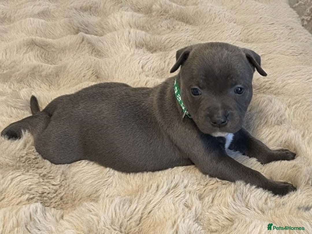 Staffordshire Bull Terrier dogs for sale: Blue Eyes Staffordshire Bull Terriers. - Image 5