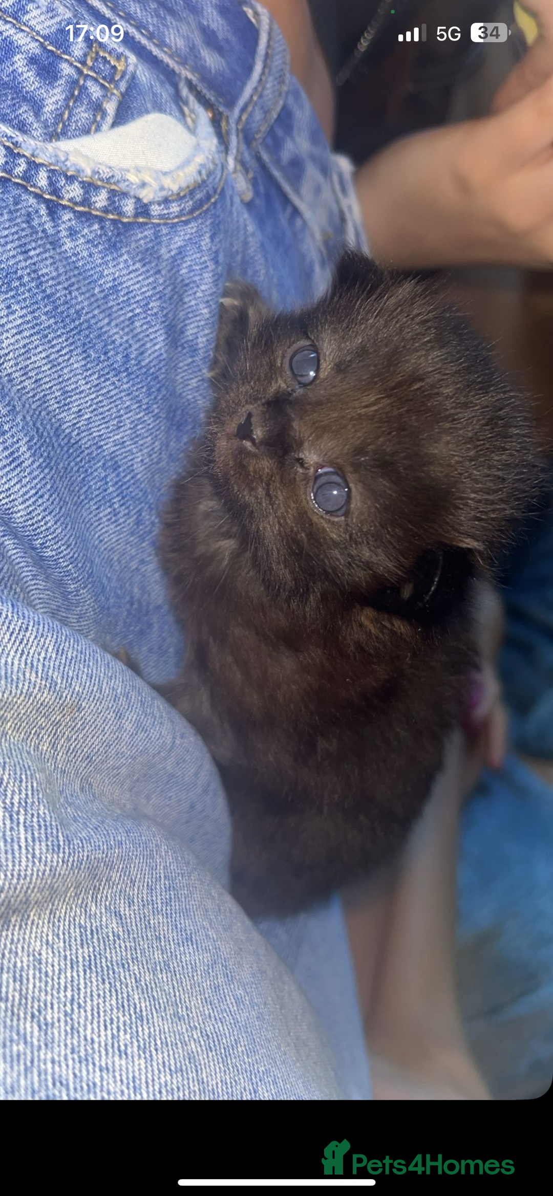 Mixed Breed cats for sale: Mixed kittens  - Image 1