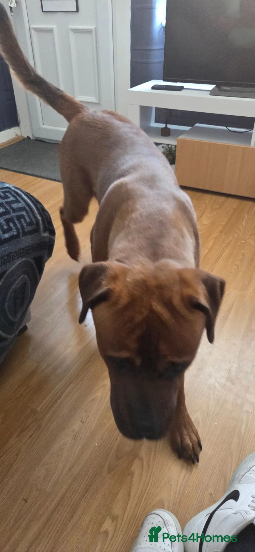 Mixed Breed dogs for sale: Rottweiler cross 10 months - Advert 2