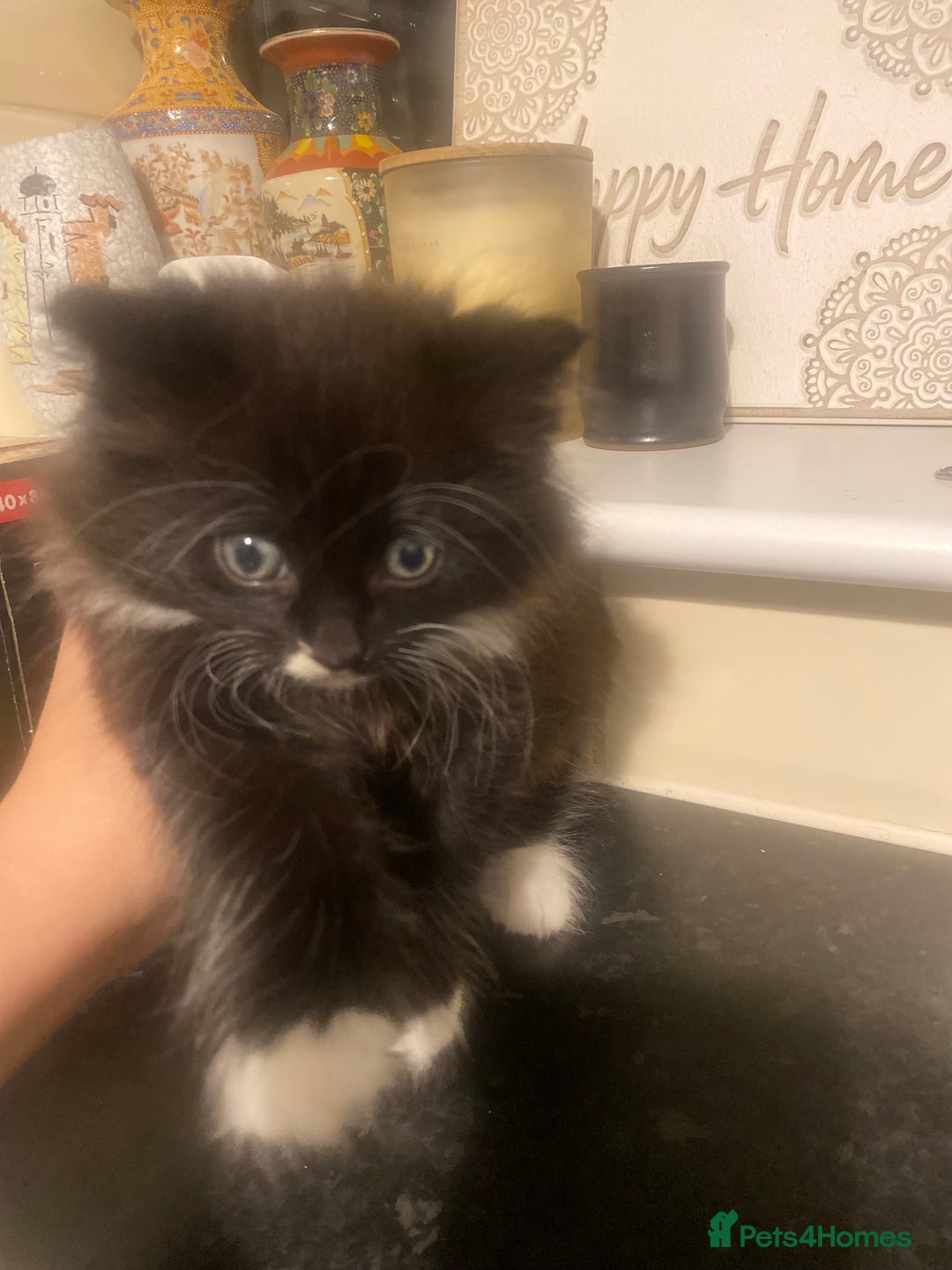 Mixed Breed cats for sale: Lovely kittens - Advert 3