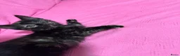 Mixed Breed cats for sale: 5 very pretty and beautiful kittnes - Advert 3