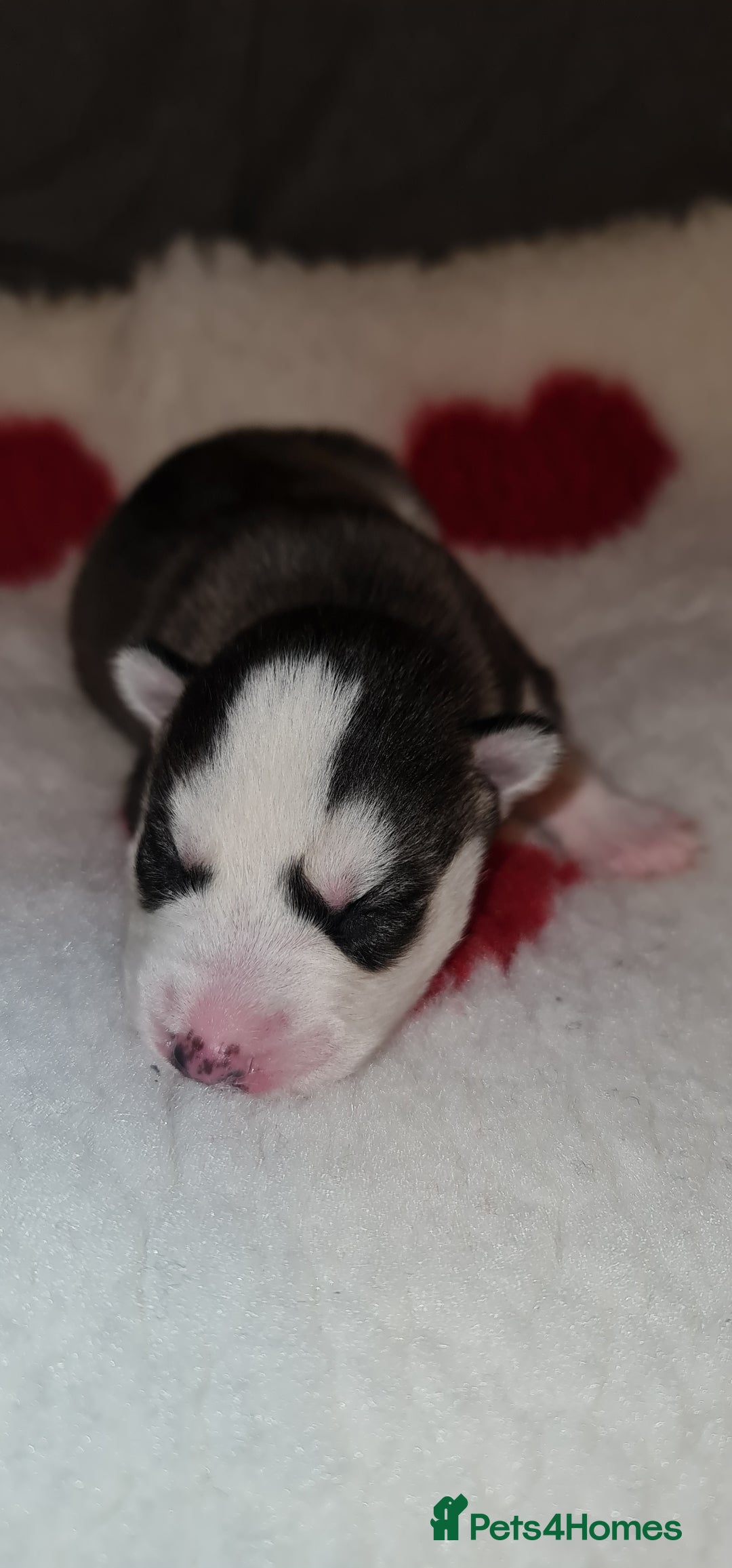 Siberian Husky dogs for sale: Ready now Siberian husky puppies  - Advert 16