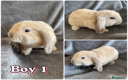 Mini Lop rabbits for sale: male mini lops - Image 2