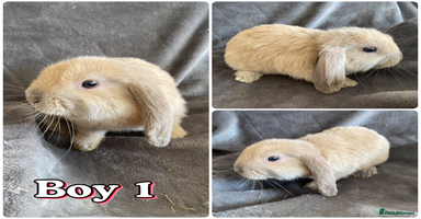 Mini Lop rabbits - Advert 3