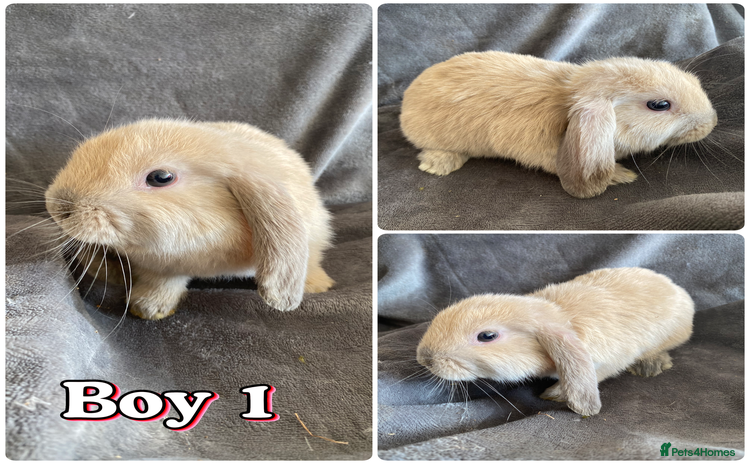 Mini Lop rabbits - Advert 1