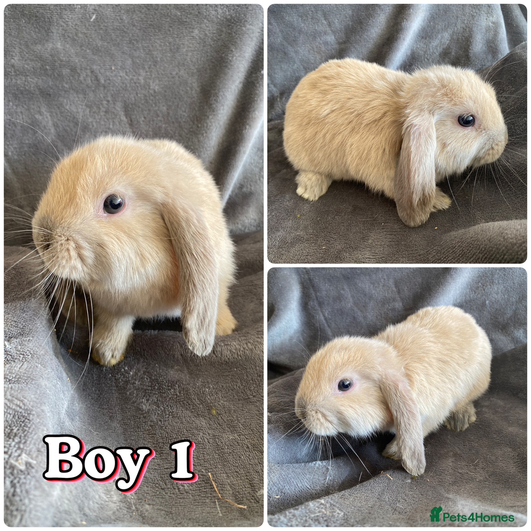 Mini Lop rabbits for sale: male mini lops - Image 2