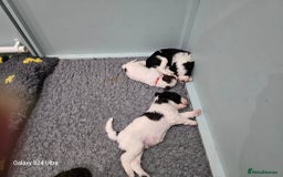 Sheepadoodle dogs for sale: Gorgeous Sheepadoodle litter - Image 1