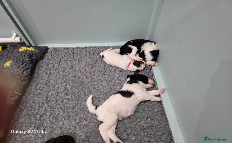 Sheepadoodle dogs - Advert 1