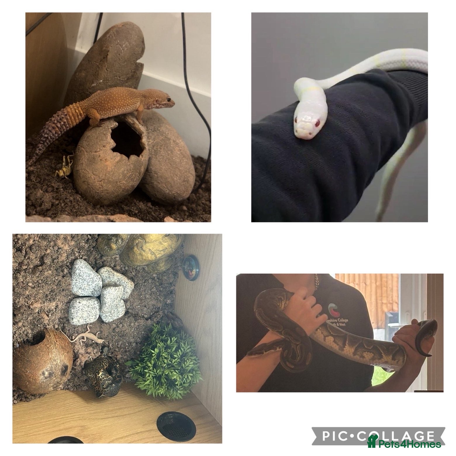 Mixed Breed reptiles Multiple reptiles for rehome  - Advert 7