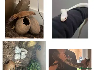 Mixed Breed reptiles Multiple reptiles for rehome - Advert 7