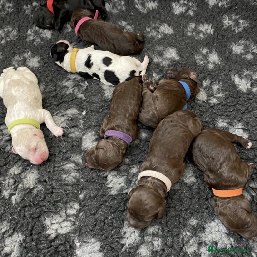 Cockapoo dogs for sale: 📍Gorgeous F3 Cockapoo Puppies – 5⭐ Homes Only - Advert 3