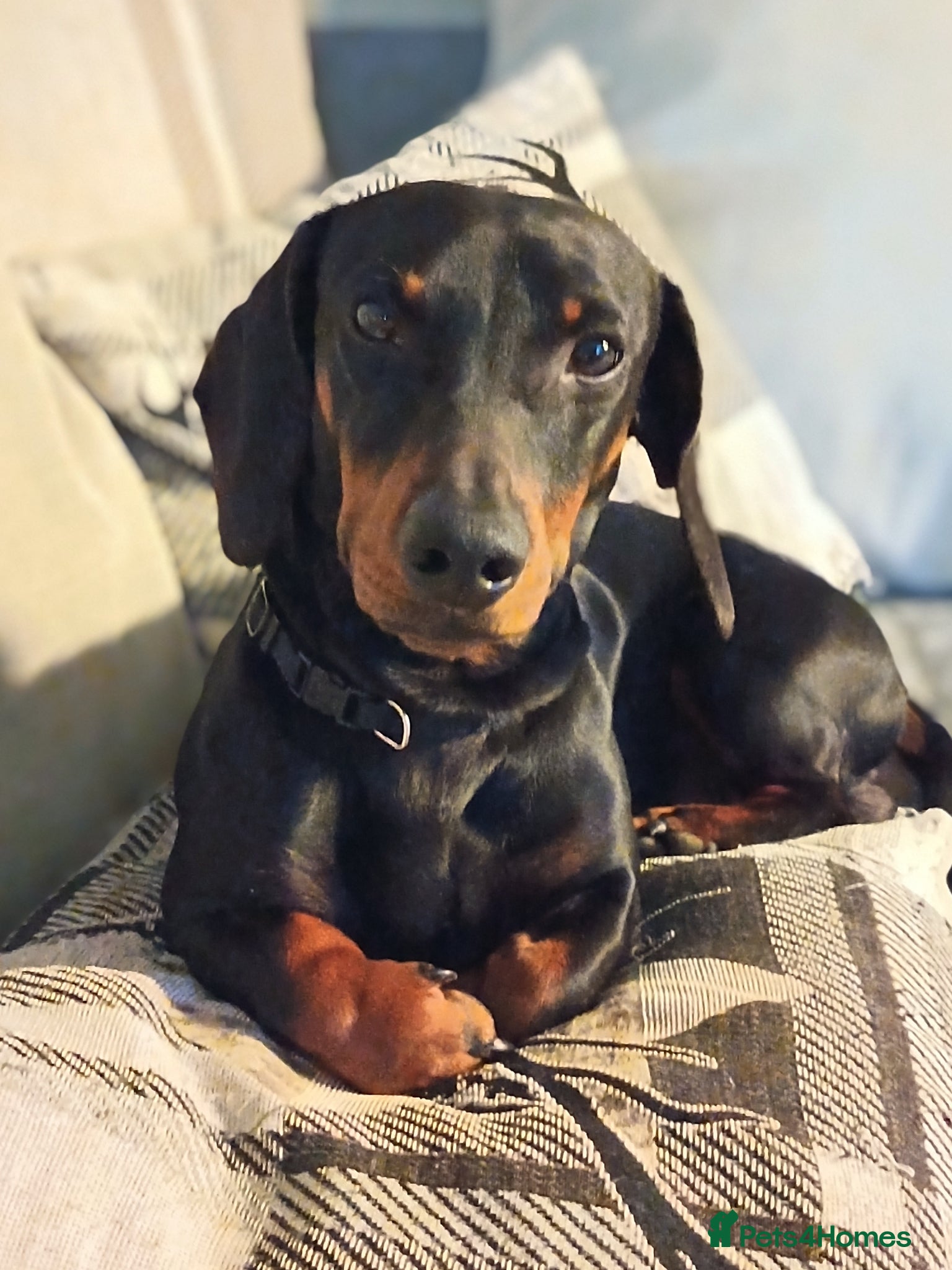 Miniature Dachshund dogs Mini Daschund for Stud - Advert 1