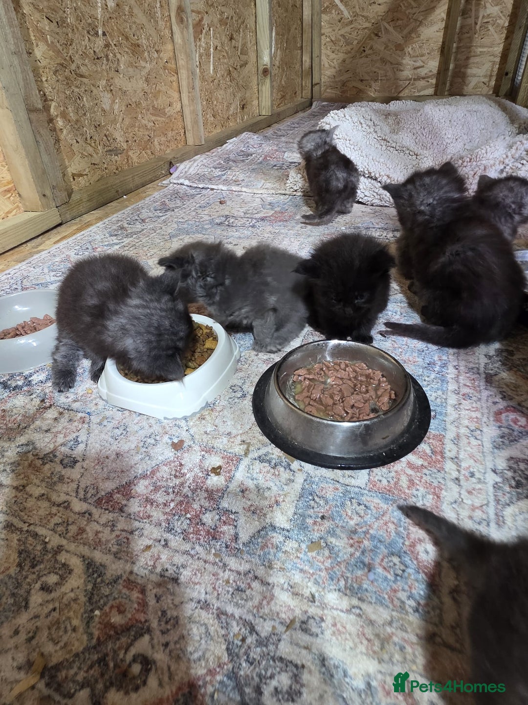 Maine Coon cats for sale: Pure Breed Maine Coone Kittens - Advert 8