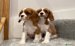 Cavalier King Charles Spaniel dogs for sale: Cavalier puppies  - Image 10