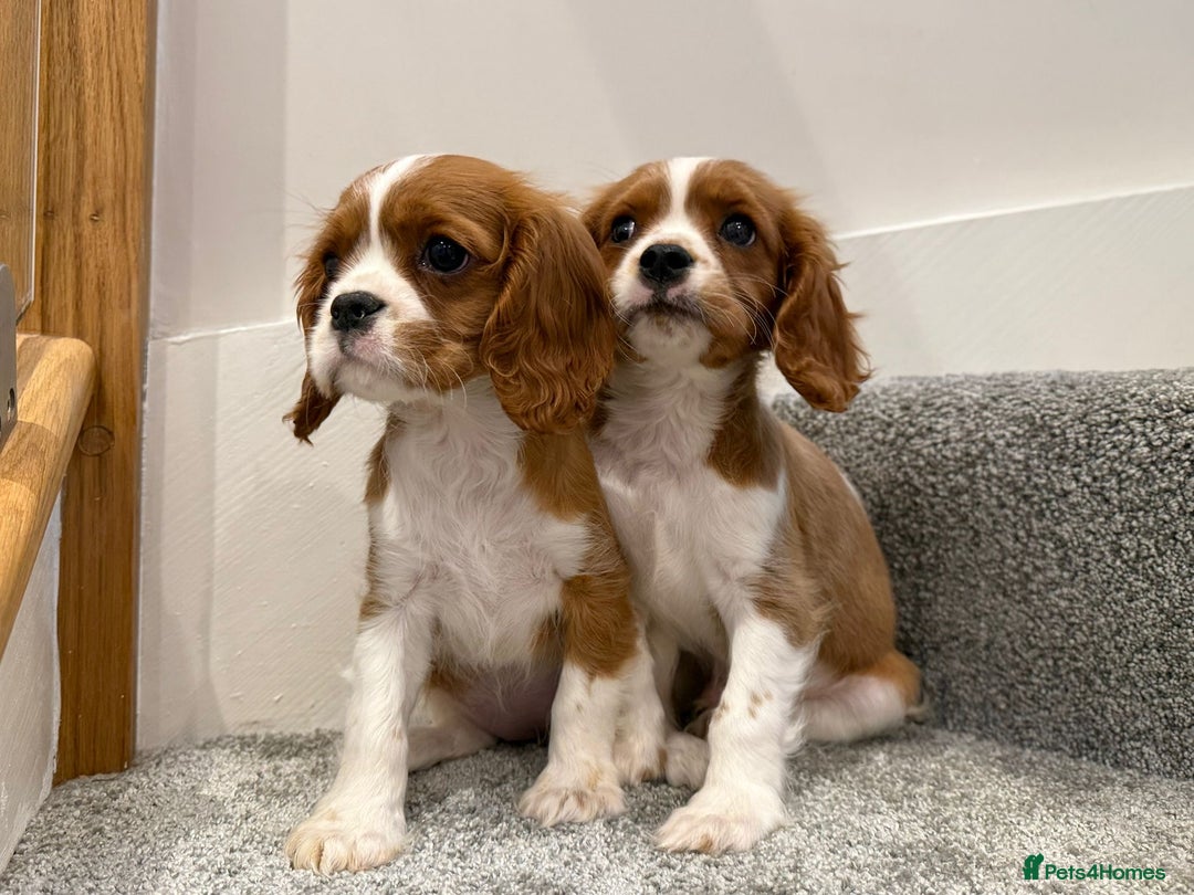Cavalier King Charles Spaniel dogs for sale: Cavalier puppies  - Image 10