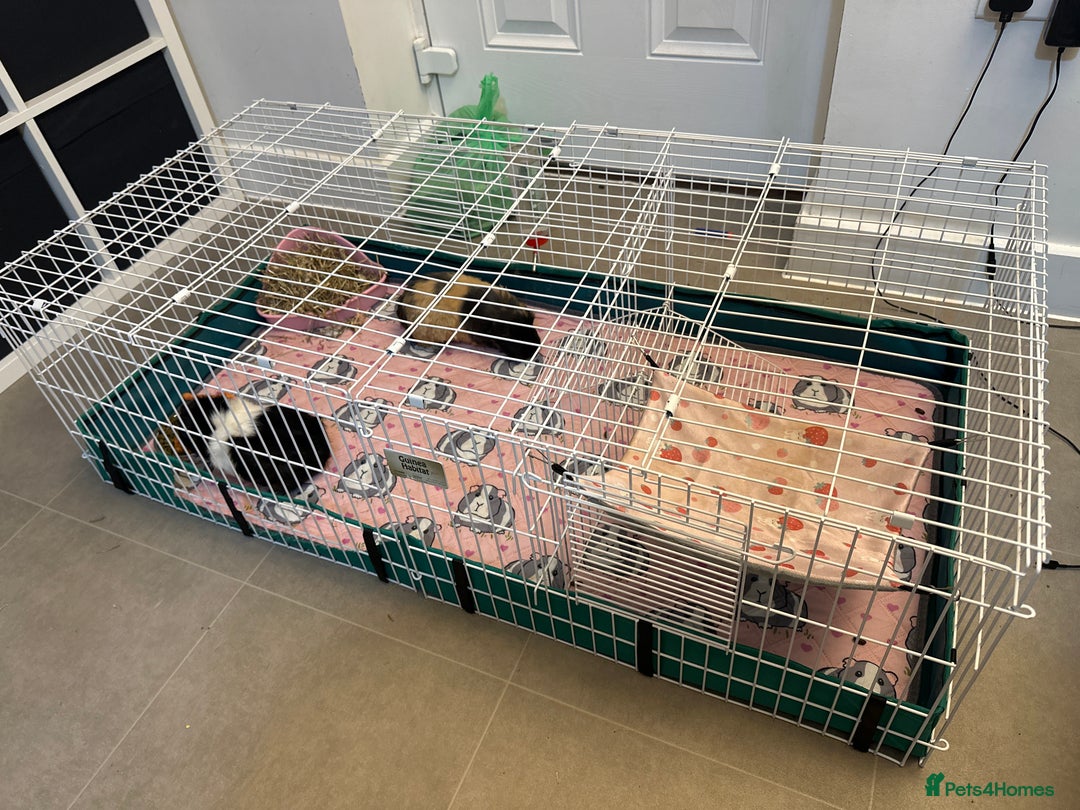 Guinea Pig rodents for sale: Free to a good home - Advert 9