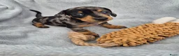 Miniature Dachshund dogs for sale: Stunning KC Reg, PRA Clear dachshund pupies - Advert 26
