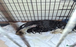 Miniature Schnauzer dogs for sale: KC Reg Miniature Schnauzer Puppies  - Image 2
