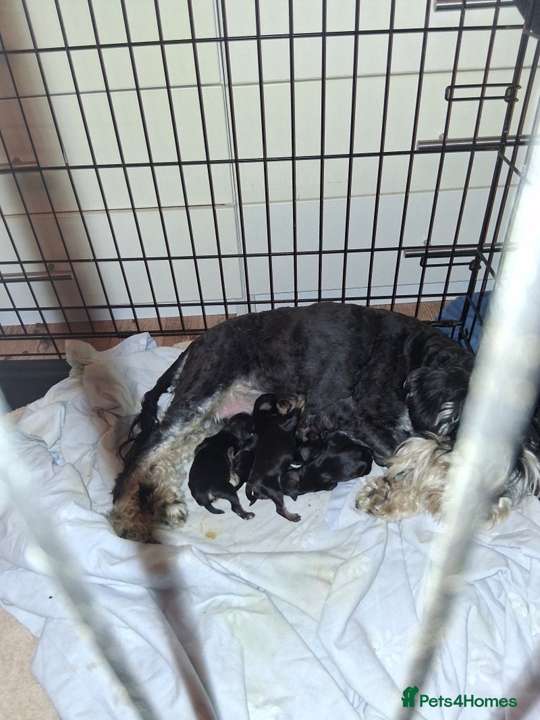 Miniature Schnauzer dogs for sale: KC Reg Miniature Schnauzer Puppies  - Image 2