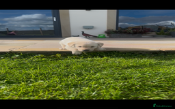 Labrador Retriever dogs for sale: Labrador pups  - Image 8
