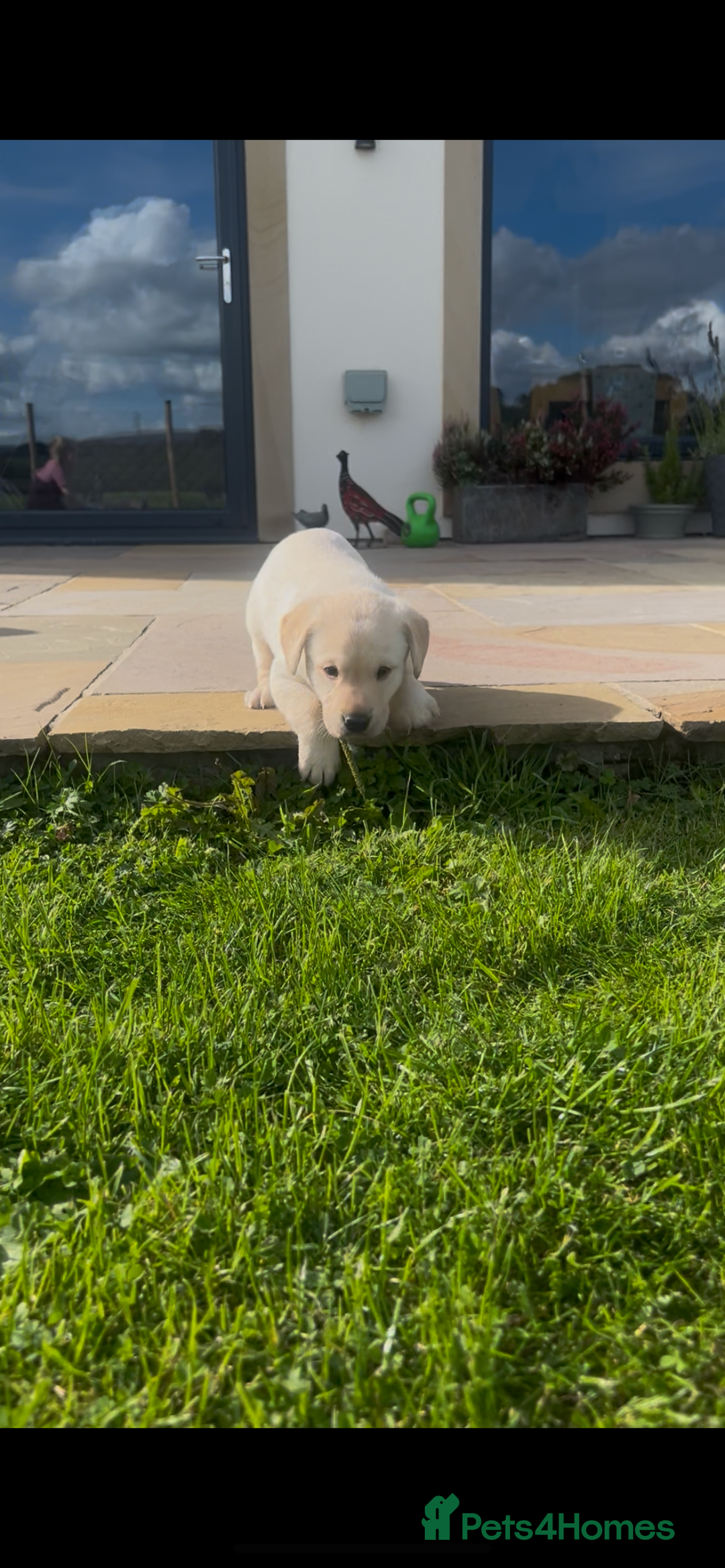 Labrador Retriever dogs for sale: Labrador pups  - Image 8