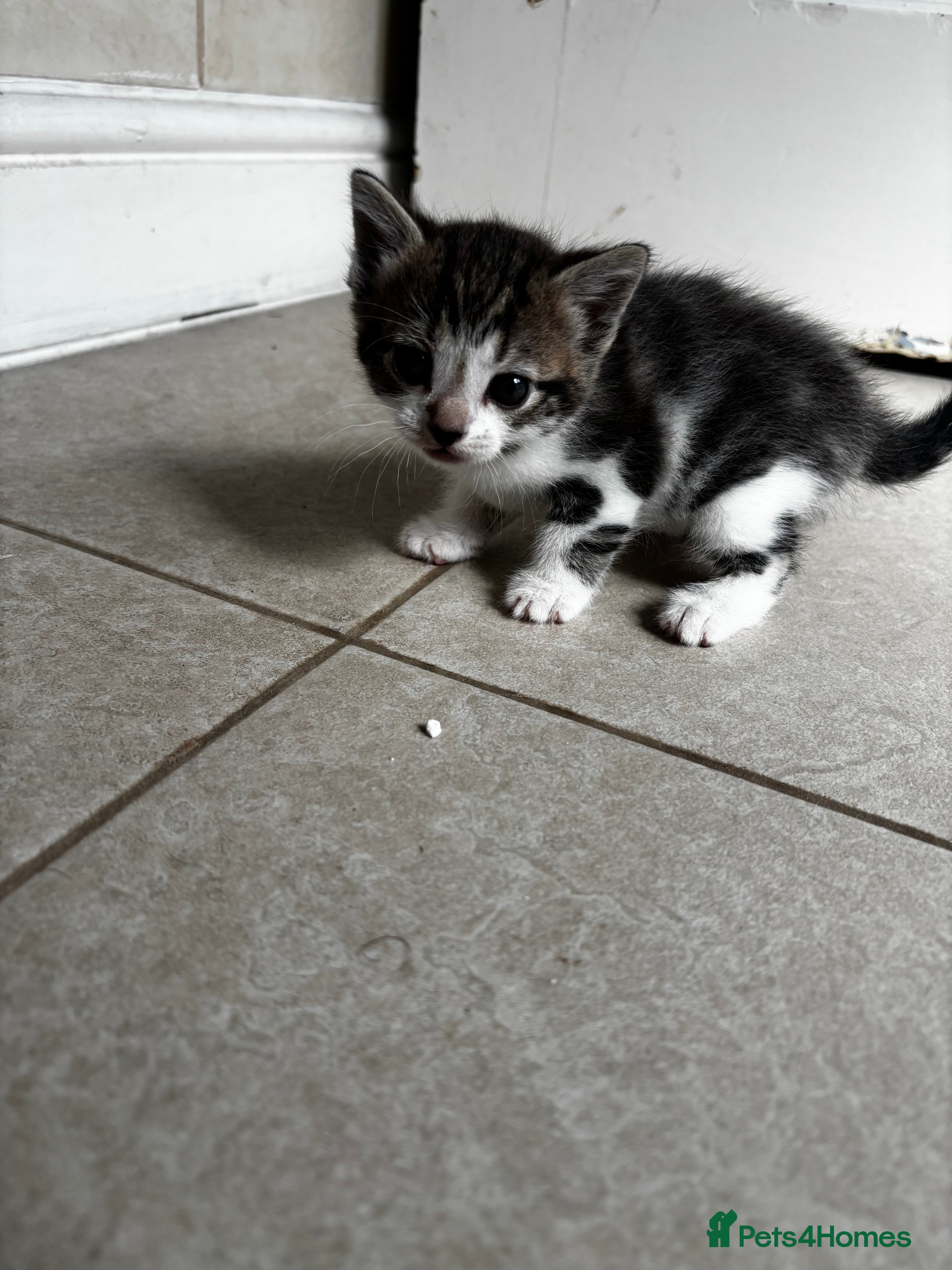 Mixed Breed cats 5 kittens looking for loving home  - Advert 4