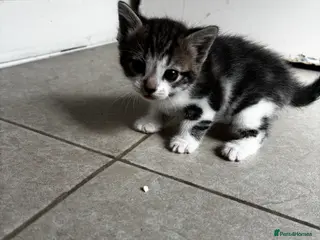 Mixed Breed cats 5 kittens looking for loving home - Advert 4