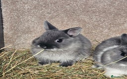 Netherland Dwarf rabbits for sale: Smoke Pearl Netherland Dwarfs all bucks  - Image 8