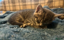 Maine Coon cats for sale: Maincoon X Bengal Tabby beautiful markings - Image 10
